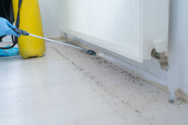 Best Affordable Pest Control Services  in South Portland, ME